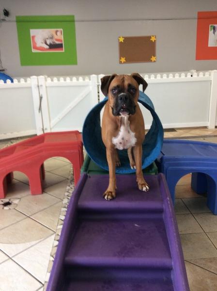 Directory of Doggie Daycare Boarding in Palomar Mountain CA