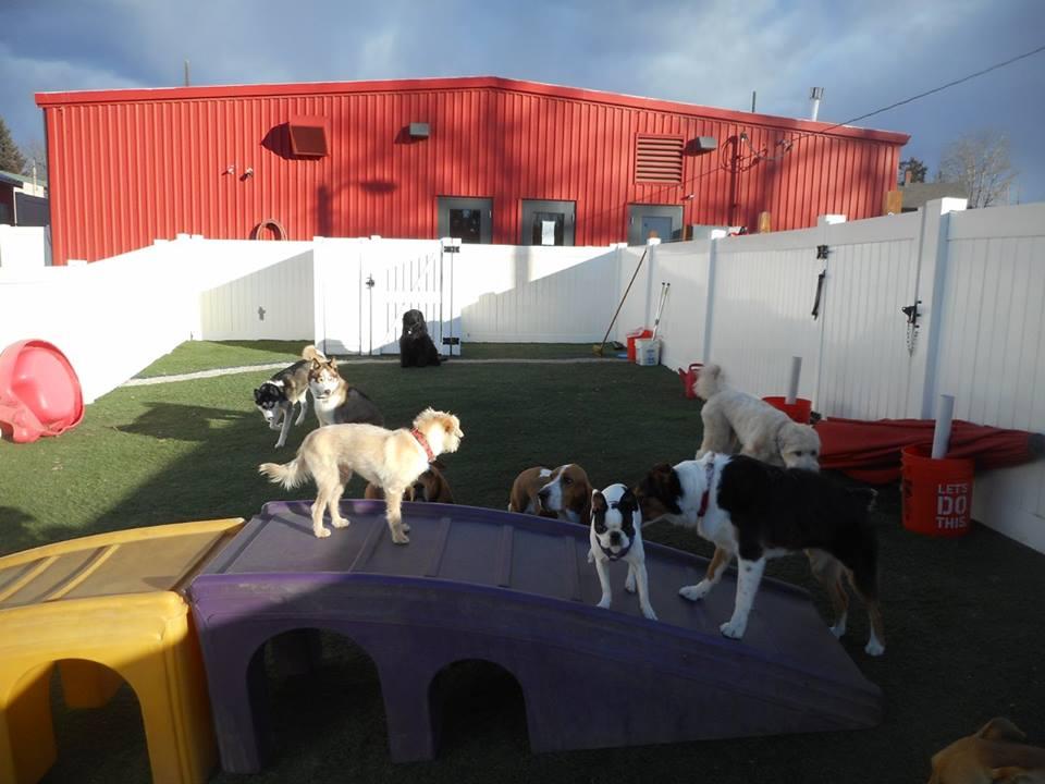 pet city colorado pet city colorado