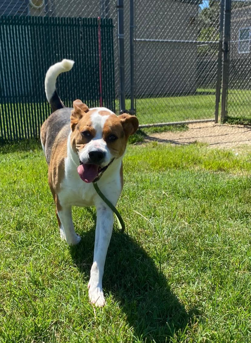 Pet Friendly Cape May County Animal Shelter & Adoption Center