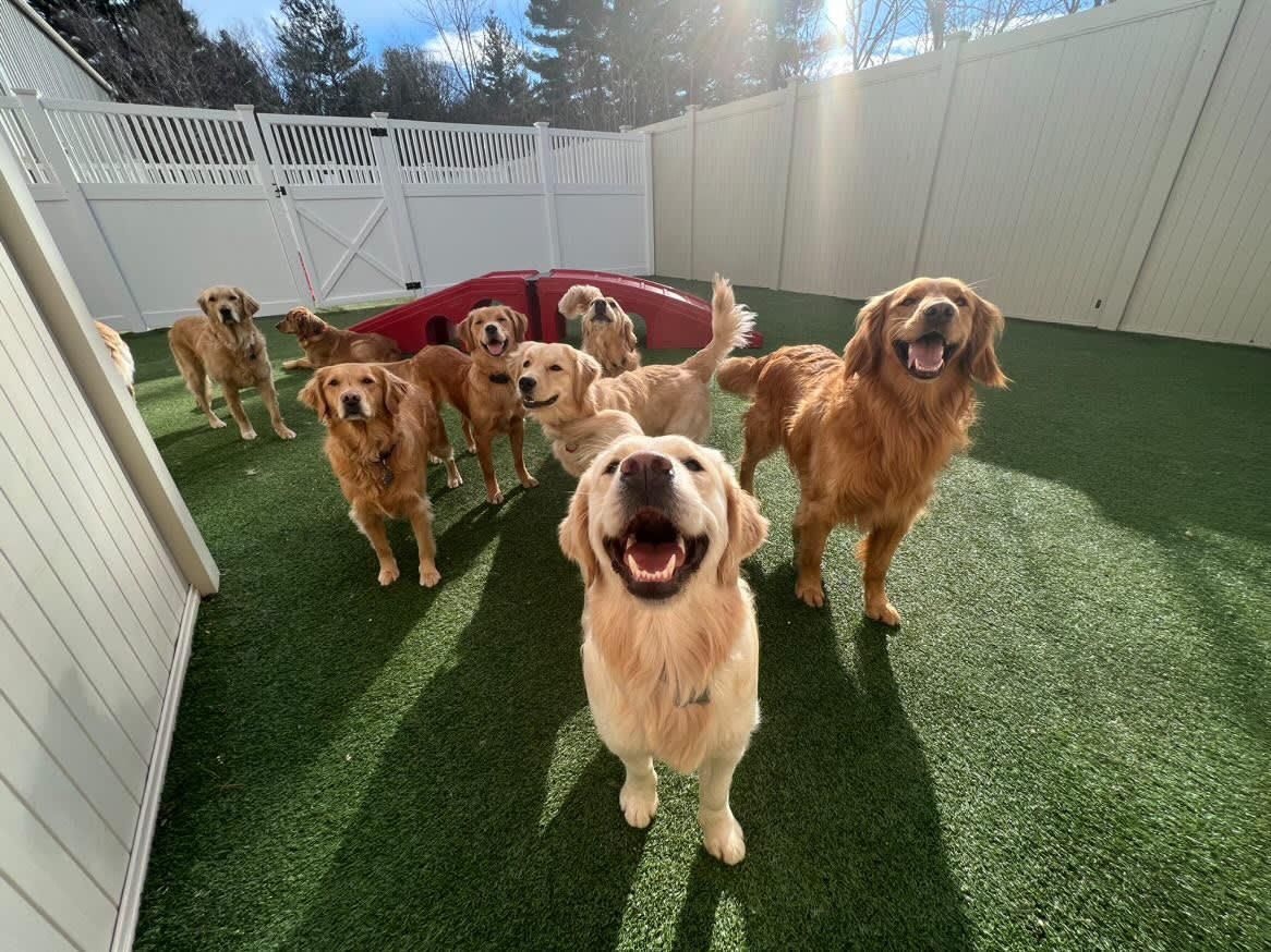 Directory of Doggie Daycare Boarding in Paris KY BringFido