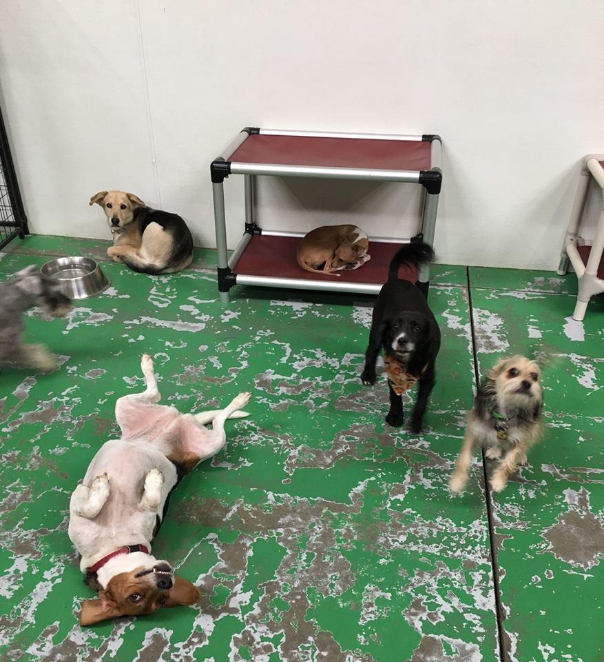 happy camper dog boarding