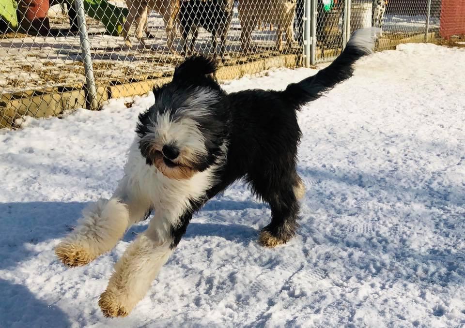 Directory Of Doggie Daycare Boarding In South Dakota Bringfido