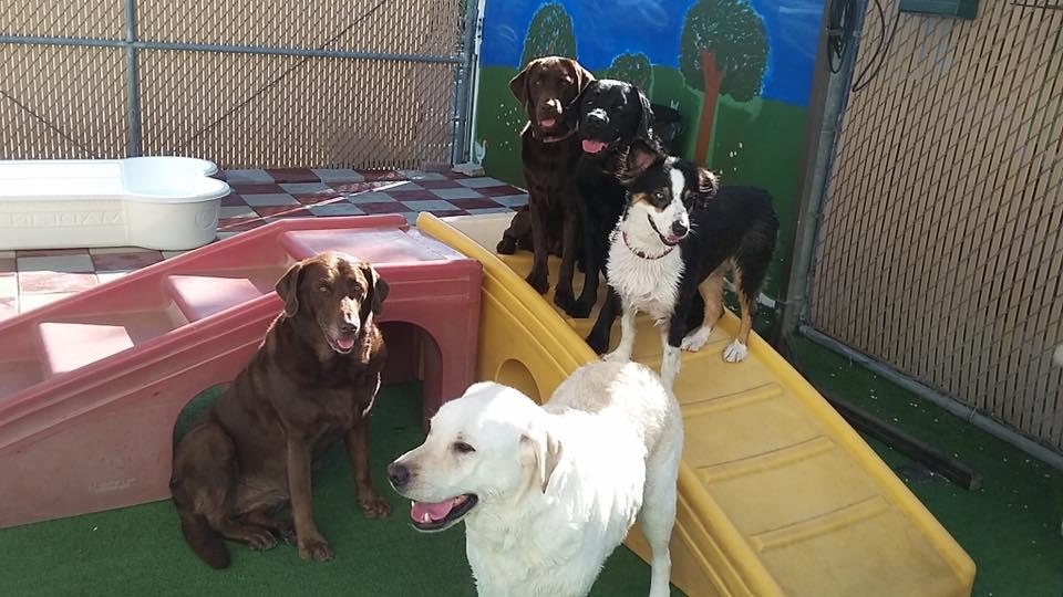 Directory Of Doggie Daycare Boarding In Deerfield Beach Fl Bringfido