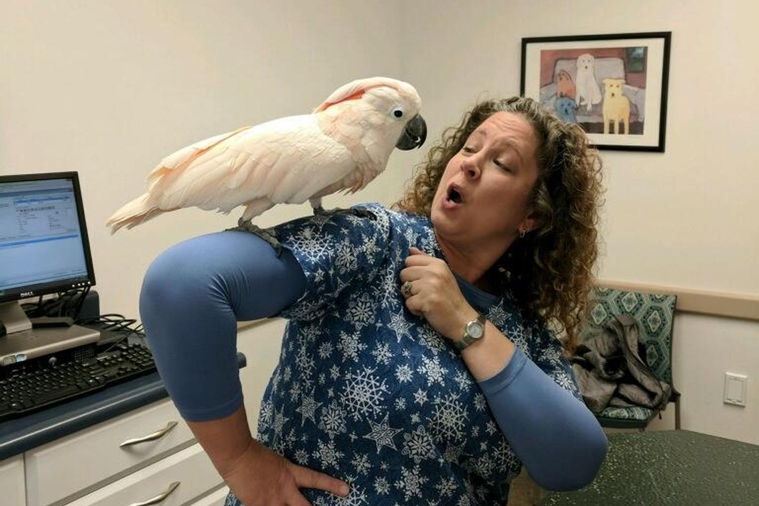 Macungie Animal Hospital Macungie Animal Hospital