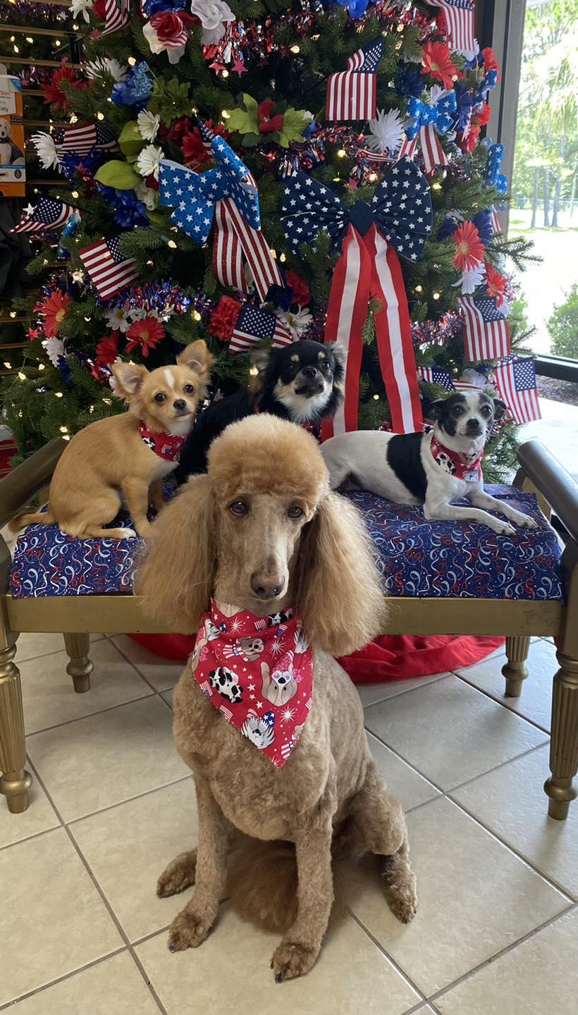 Pet Friendly Darleens Fur Babies Grooming Salon