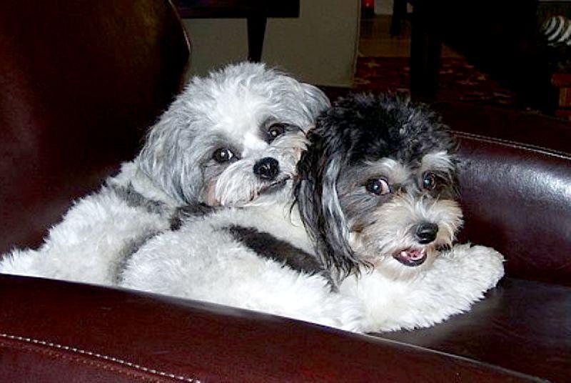 Pet Friendly Elite Pet Care