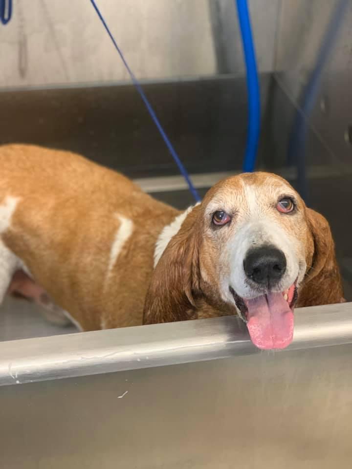 Splash and Dash Groomerie & Boutique