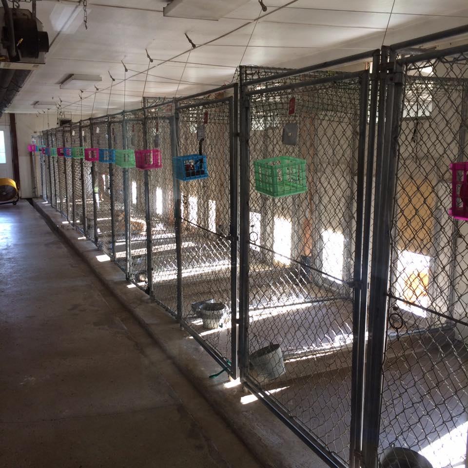 Dog boarding 2024 kennels hills district