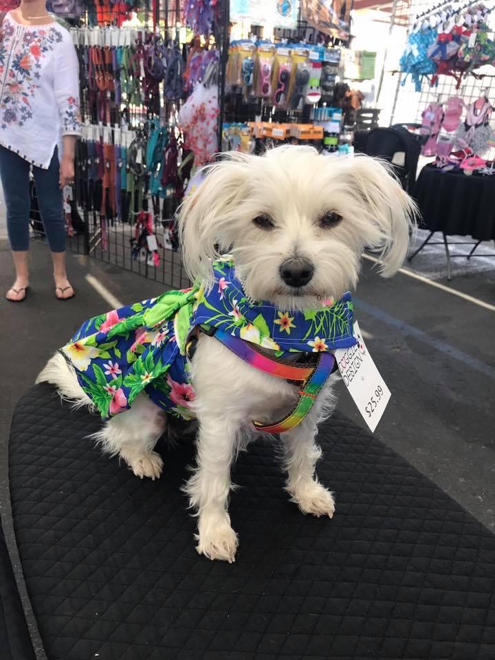 Desert hotsell pampered pets