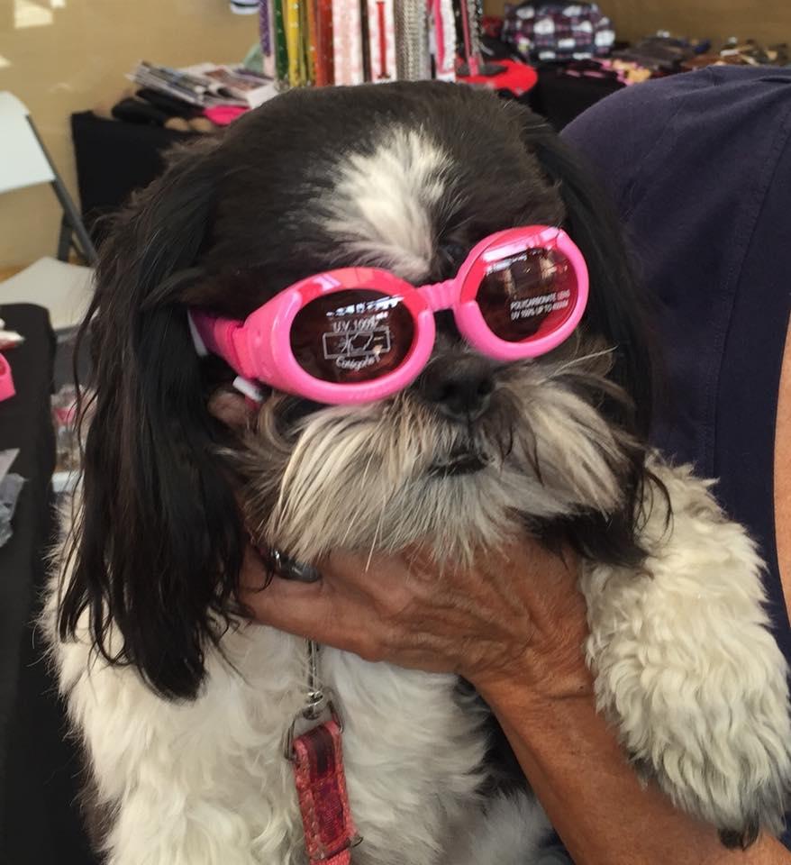 Desert pampered pets new arrivals