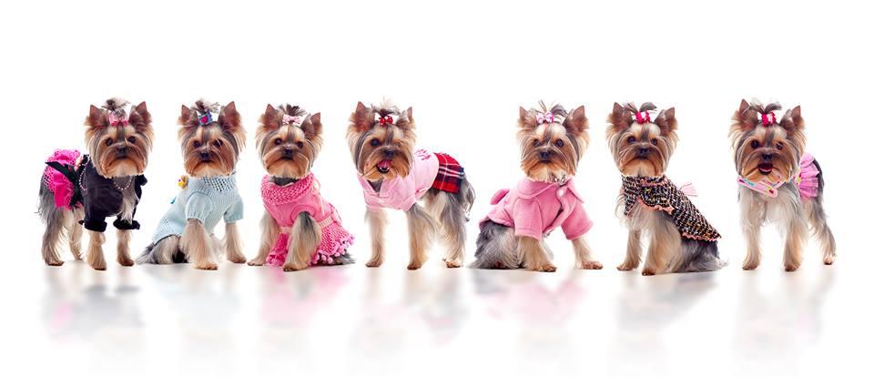 Pet Friendly The Real Housedogs of Bucks County