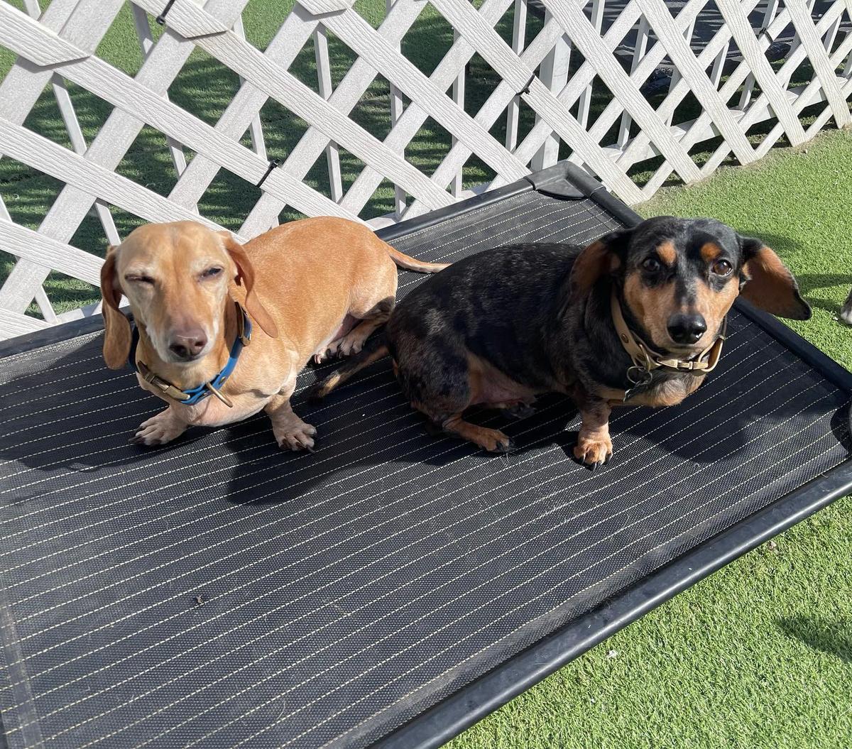Dachshund boarding sale near me
