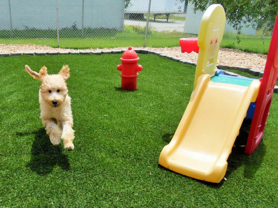 Unreal Doggy Daycare Slide!!!, Doggie Daycare