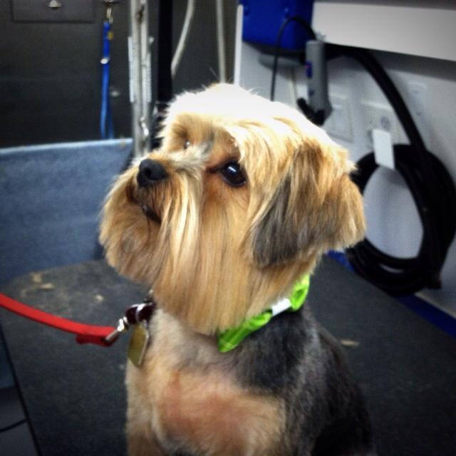 mobile dog groomers somerset