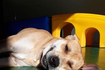 Directory Of Doggie Daycare Boarding In The United States Bringfido