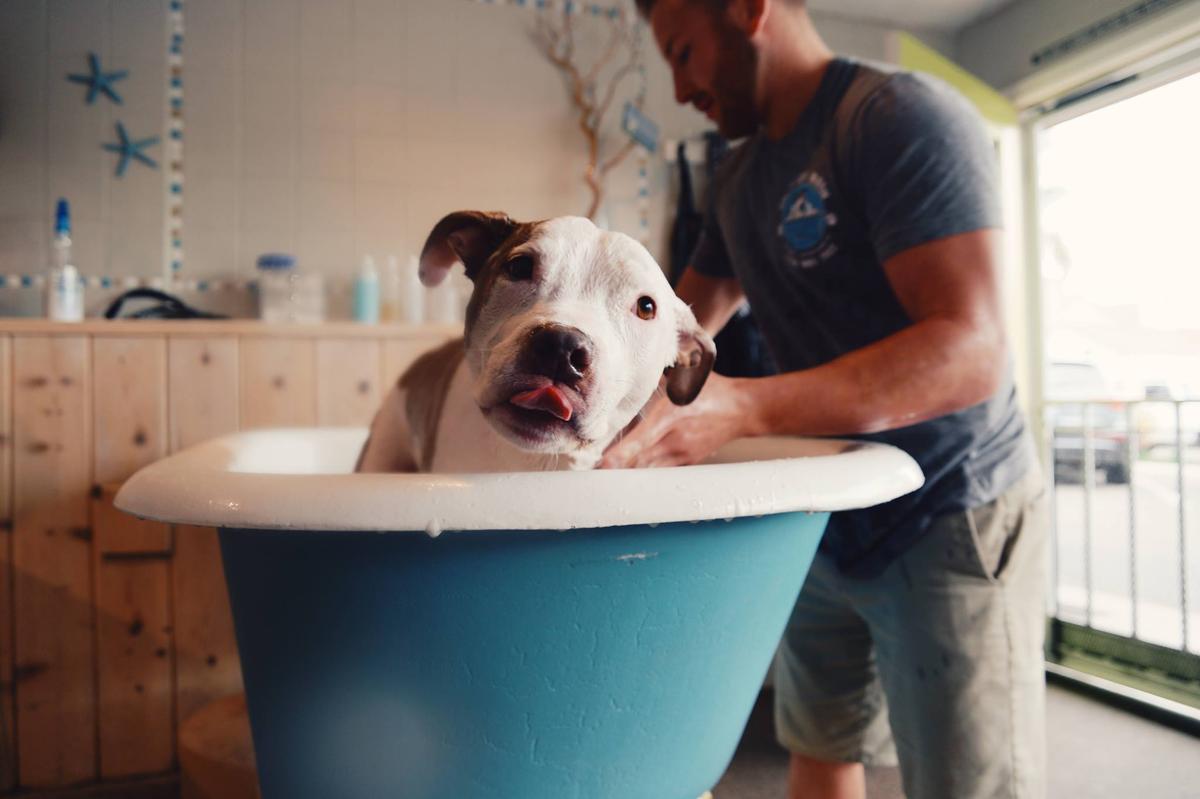 Dirty Dog Wash