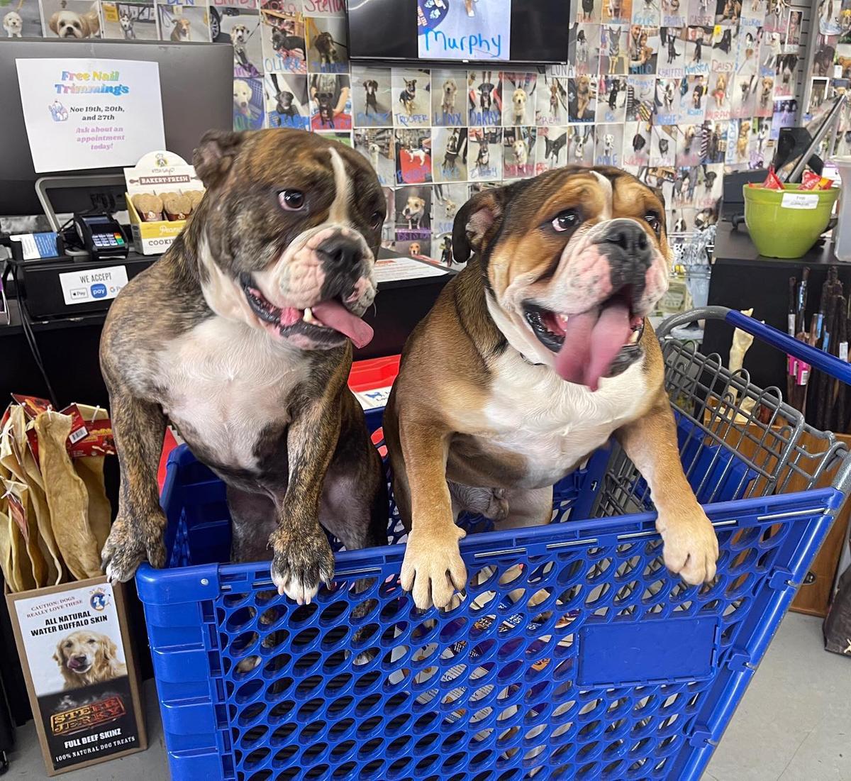 Dog warehouse sales