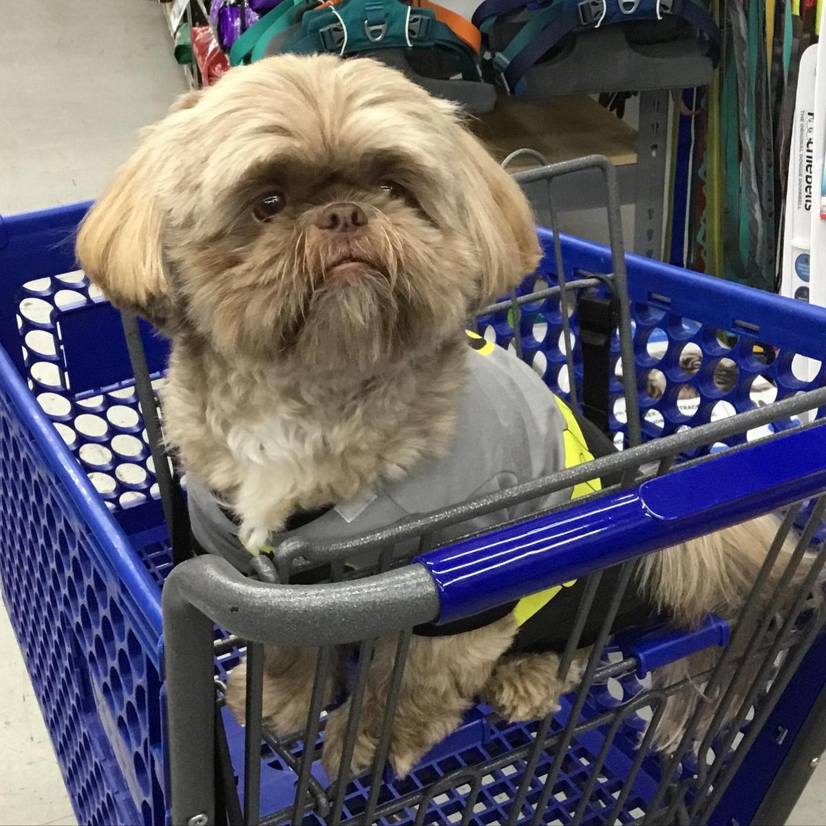 Dog warehouse store