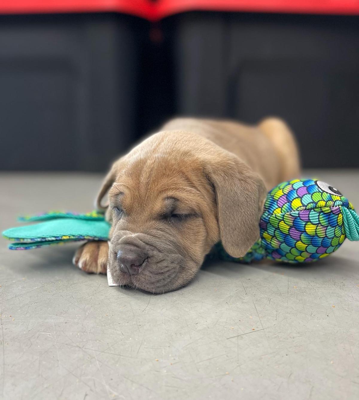 Dog supply outlet warehouse