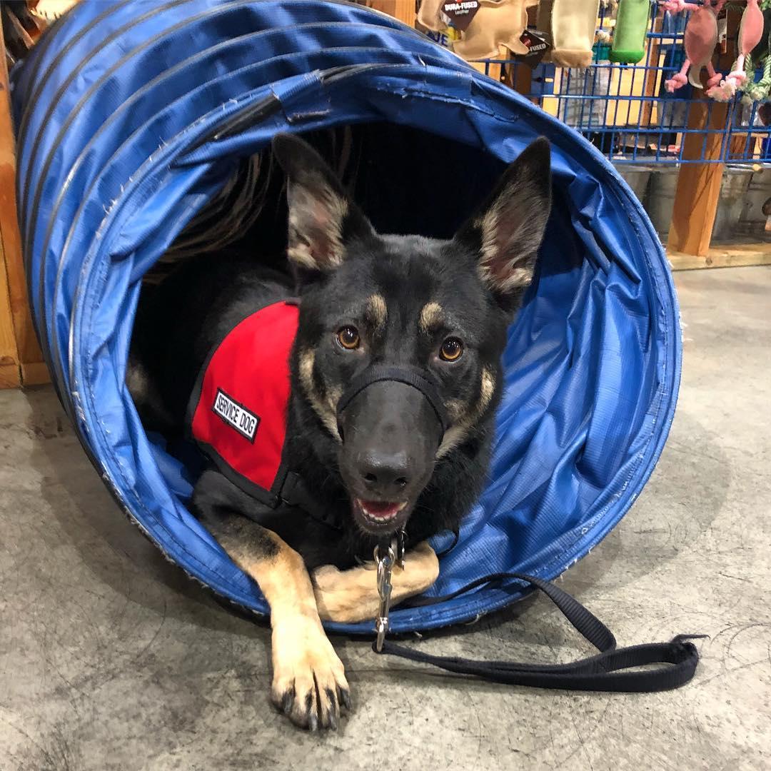 K9 pet store near deals me