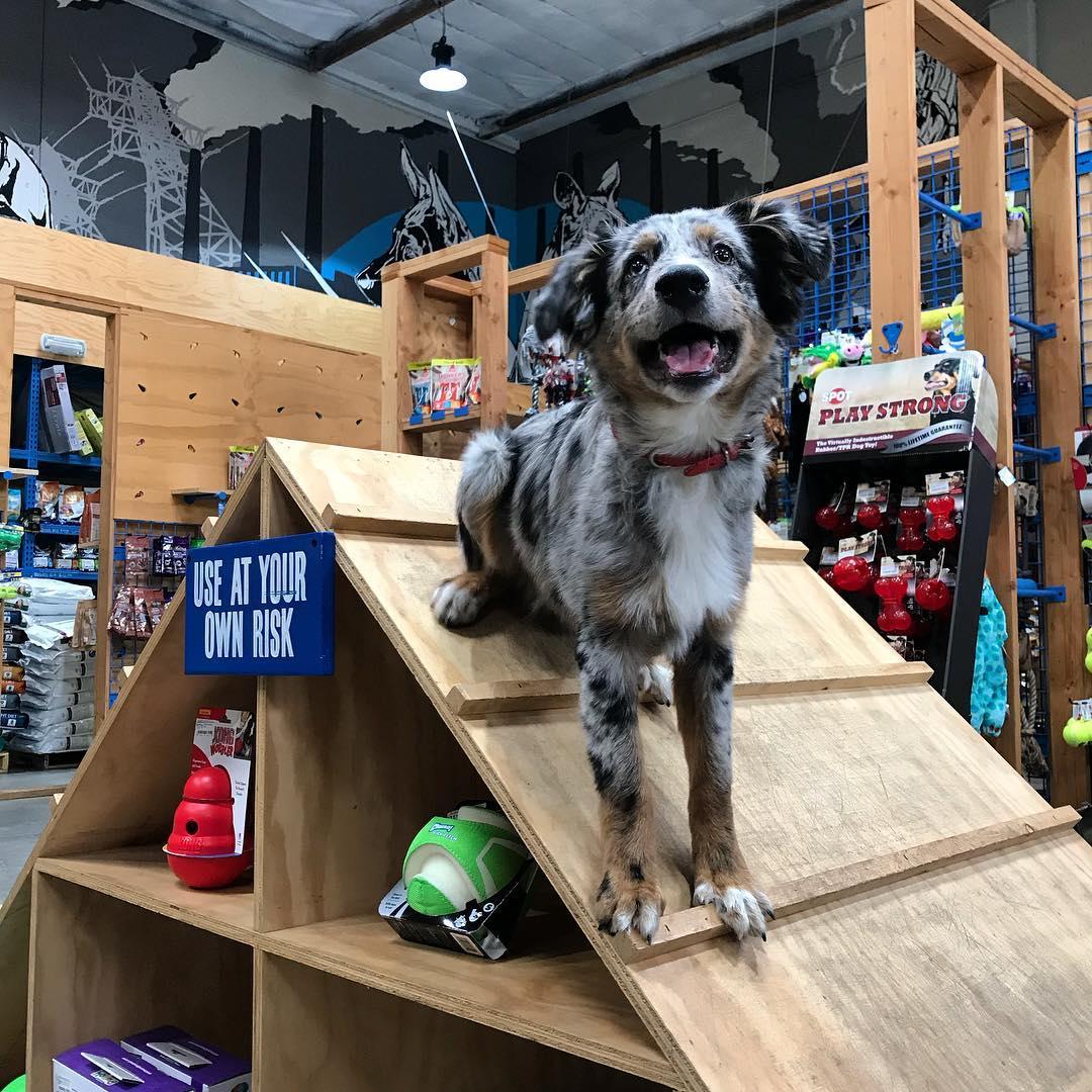 Blue collar hot sale dog store