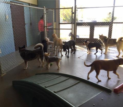 Hill top 2024 kennel