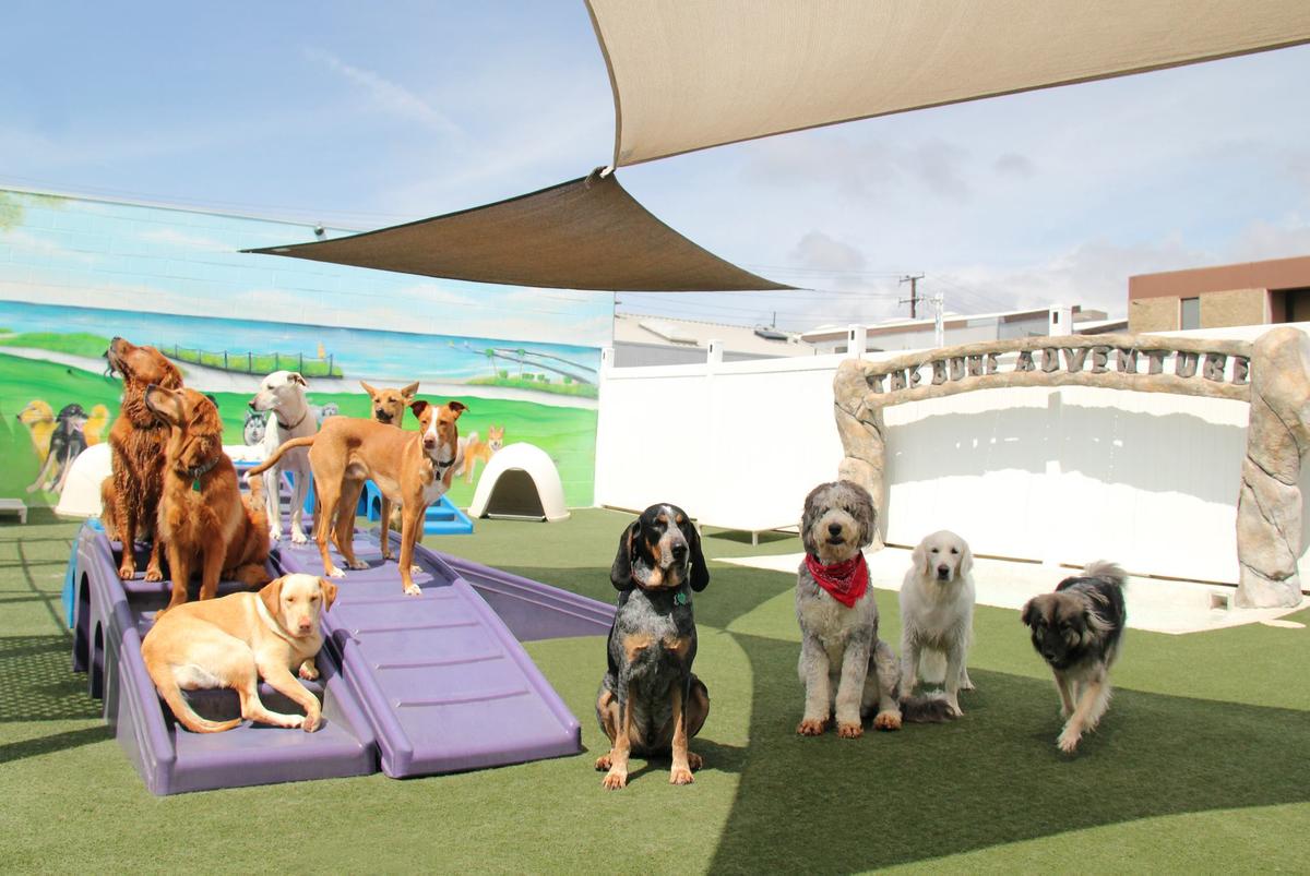 In home doggie top daycare near me