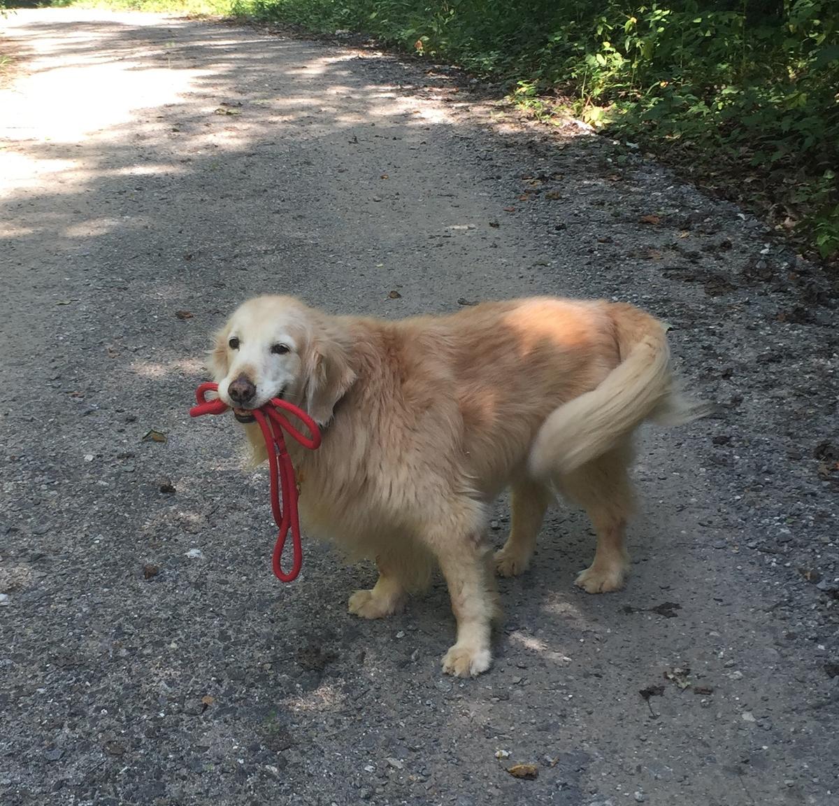 Around Town Hound Pet Care Service