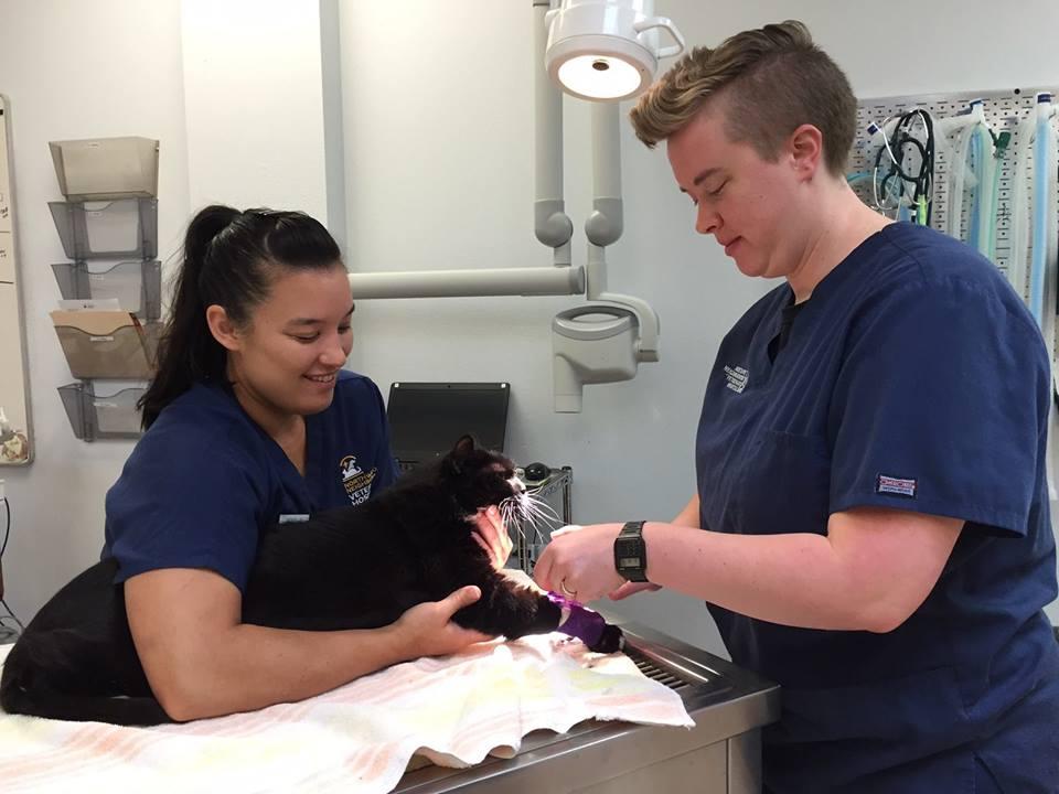 Pet Friendly Northwest Neighborhood Veterinary Hospital