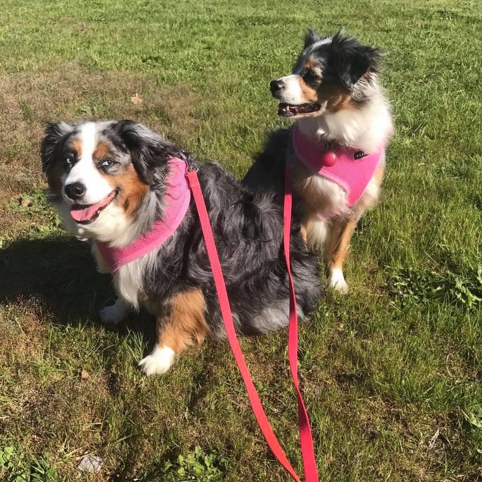 Pet Friendly The Vancouver Dog Walkers