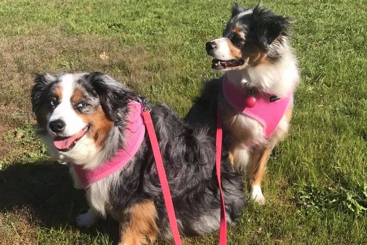 Pet Friendly The Vancouver Dog Walkers