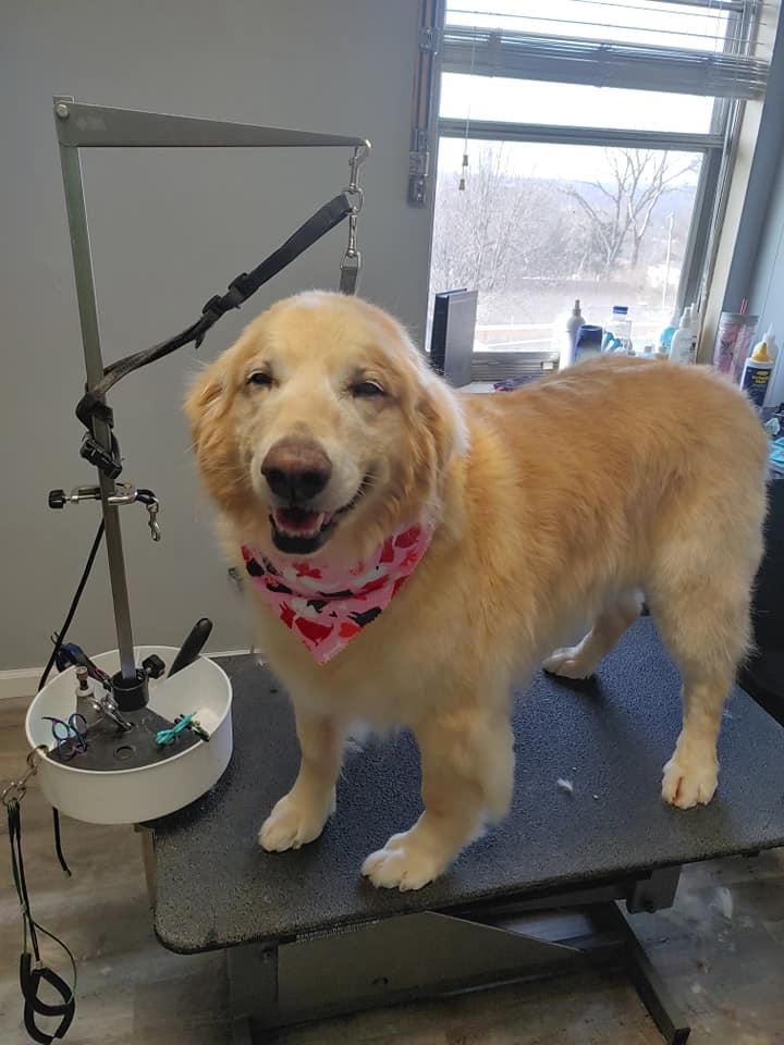 Bows and biscuits dog 2024 grooming