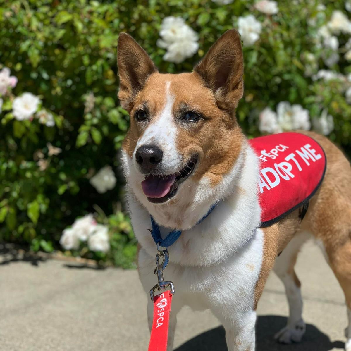 San Francisco SPCA Adoption Center