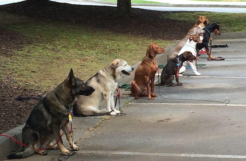 Pet Friendly Jo-Thor's Dog Trainers Academy