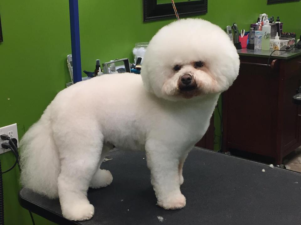 sarah's dog gone beautiful