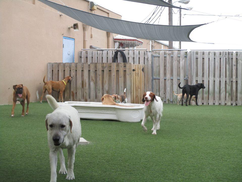 Pet Friendly Camp Canine Boca