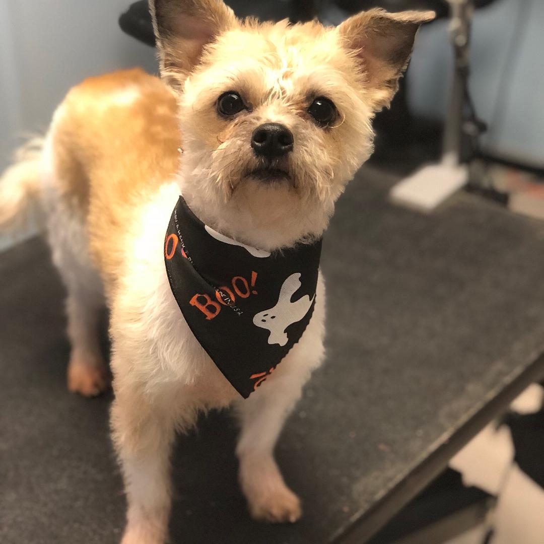 Pet Friendly Lucy Lou's Dog Grooming & Spa