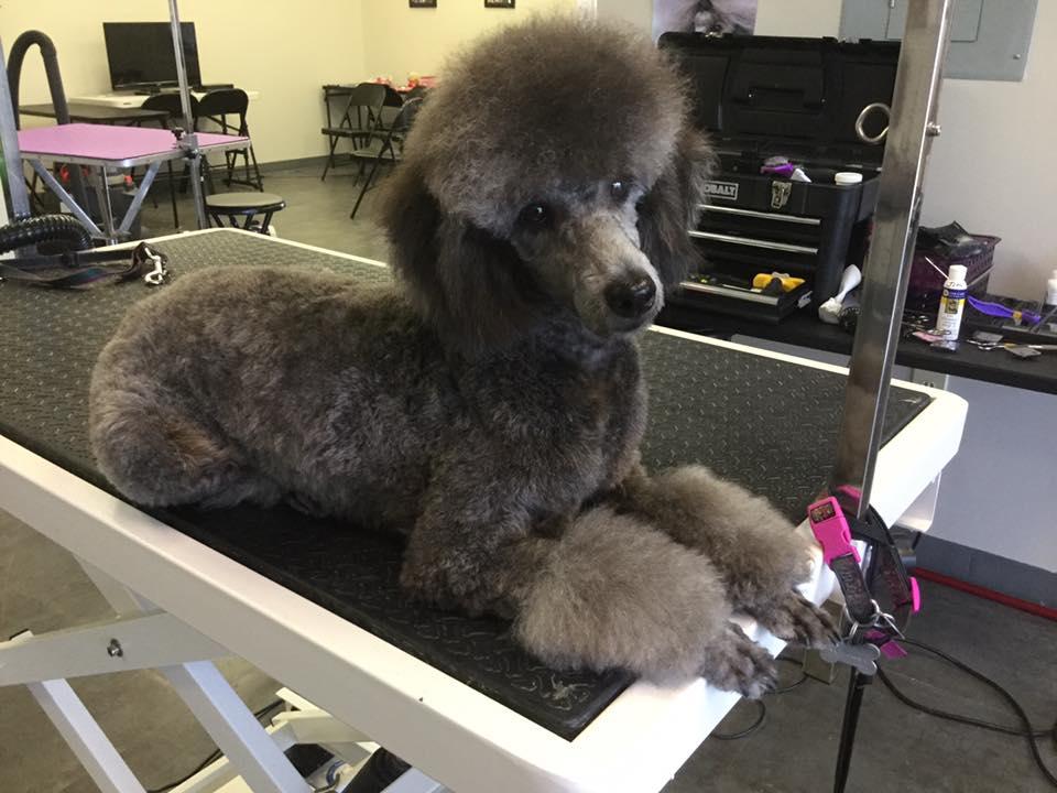 Pet Friendly At Your Service Dog Grooming
