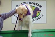 Pet Friendly AllBreeds K9 Training Center