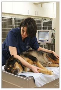 Pet Friendly Veterinary Specialty Care - North Charleston