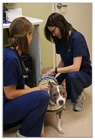 Veterinary Specialty Care North Charleston