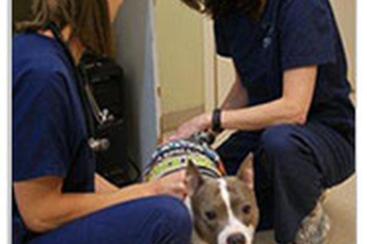 Pet Friendly Veterinary Specialty Care - North Charleston