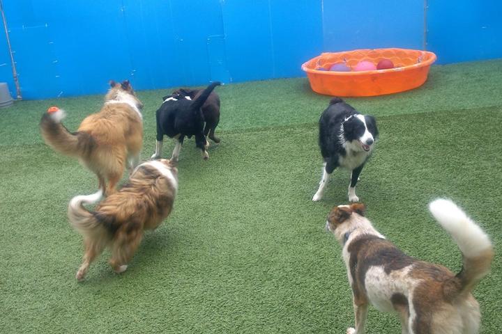 Pet Friendly Sherwood Barks Dog Training & Agility