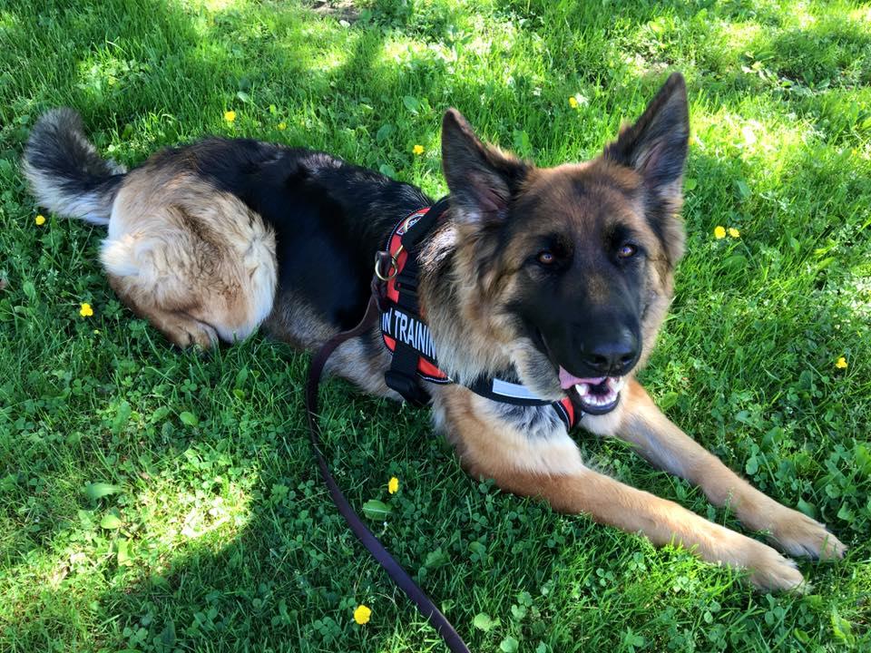 Directory Of Pet Businesses In Concord Nh Bringfido