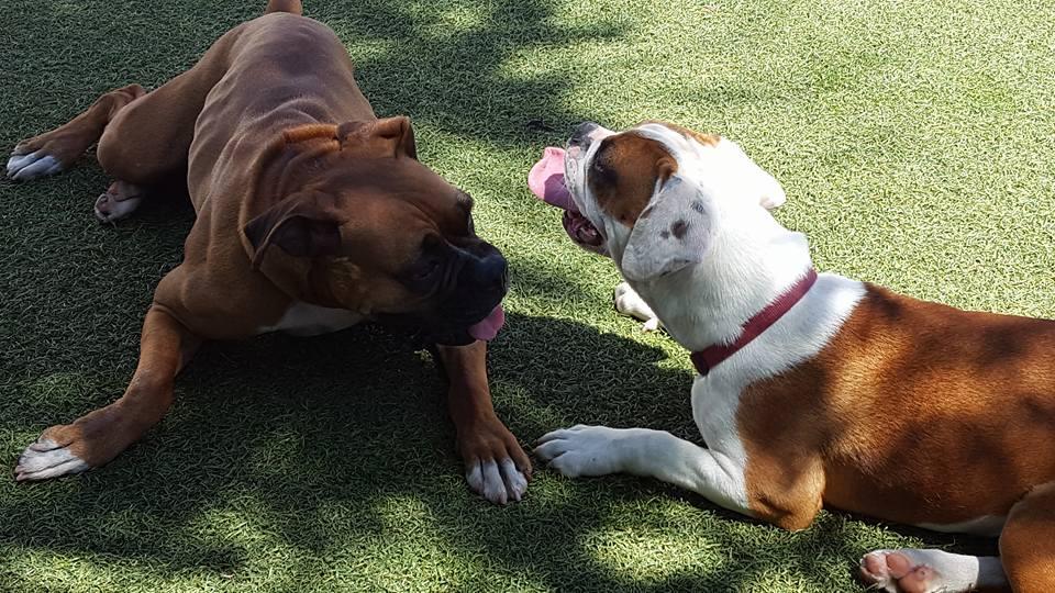 Directory Of Doggie Daycare Boarding In Lakewood Co Bringfido