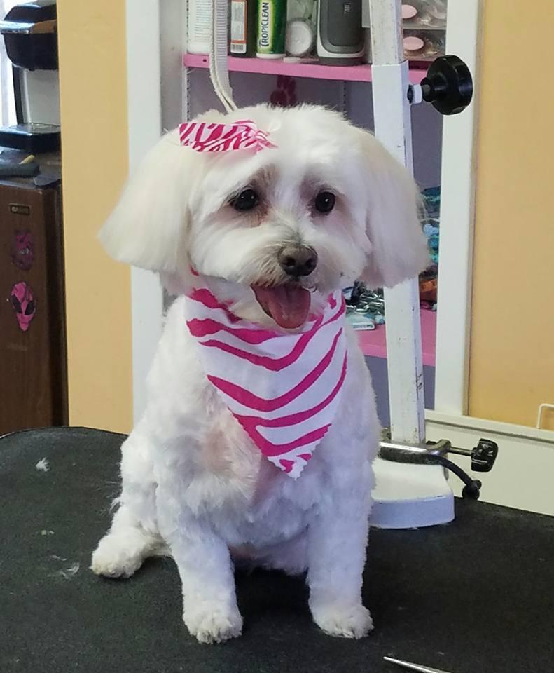 Directory of Dog Grooming in Union NJ BringFido