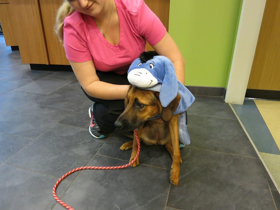 Atlantic Animal Hospital Pet Care Resort