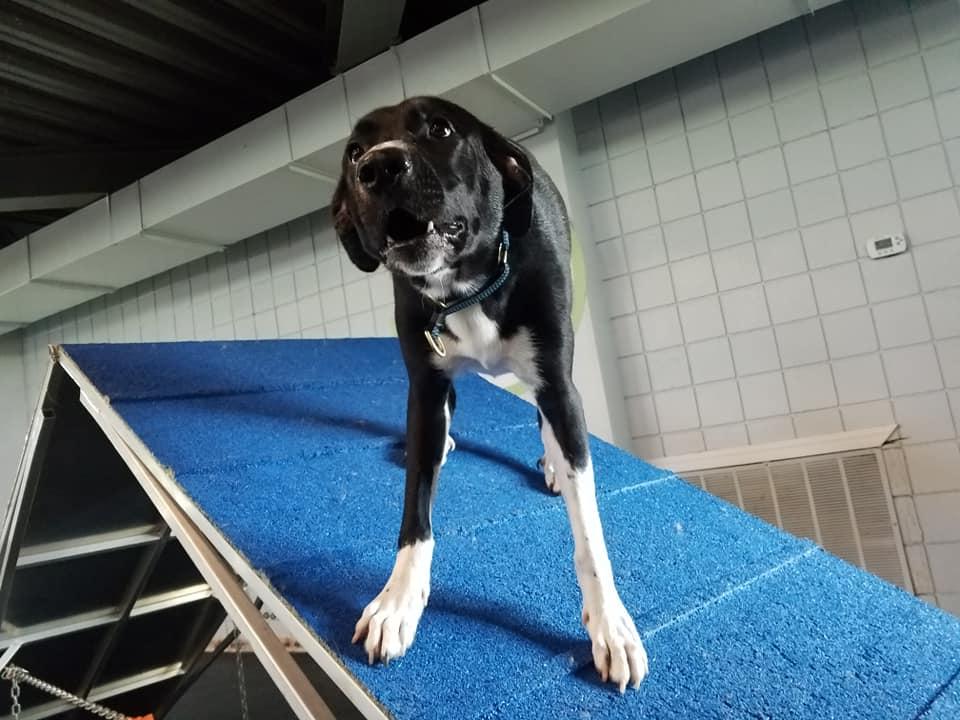 Dog home clearance boarding durham