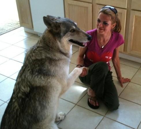 Pet Bliss Mobile Veterinary Services