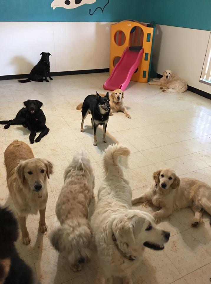 Pet Friendly Dogs Unleashed Daycare